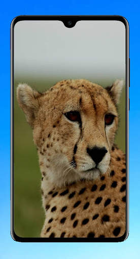Cheetah Wallpaper 4K screenshot 9