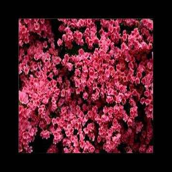 beautiful flowers screenshot 2