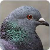 Pigeon Bird Call : Pigeon Song and Pigeon Sound 1.1.0