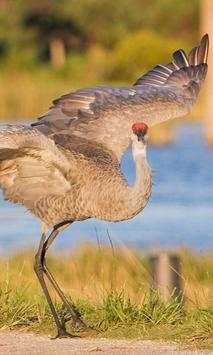 Sandhill Crane Wallpaper screenshot 7