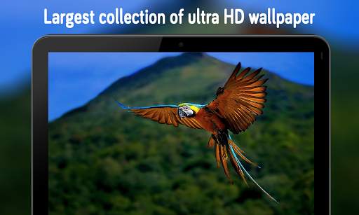 Animal & Birds Wallpaper (4k) स्क्रीनशॉट 1