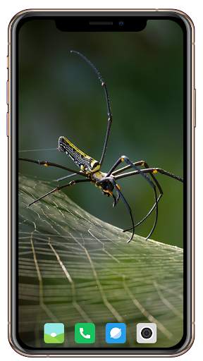 Spider Wallpaper screenshot 1