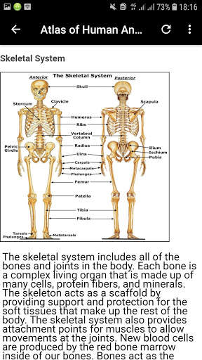 Atlas of Human Anatomy Offline screenshot 3