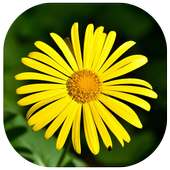 Gallery on 9Apps