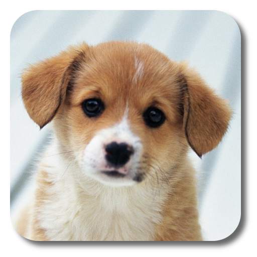 Puppies Live Wallpaper 1.2