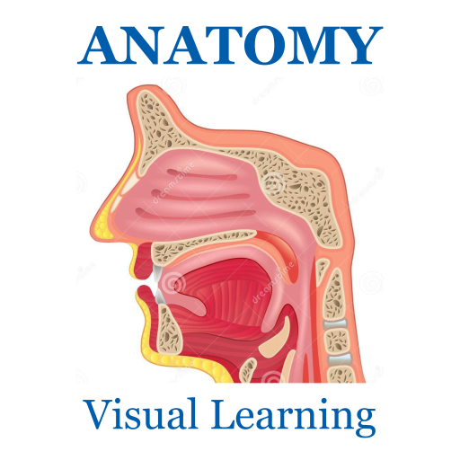 Anatomy Muscles System Flashcard 2018 icon