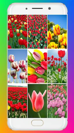 Tulip Wallpaper HD screenshot 1