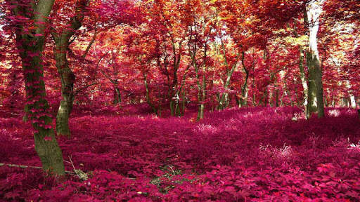 Forest HD Backgrounds screenshot 9