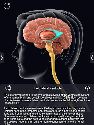 My Brain Anatomy screenshot 9