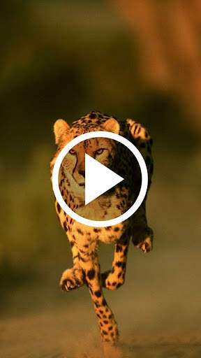 Animal Video Wallpaper screenshot 1