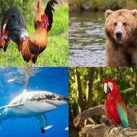 Learn Animals Sound
