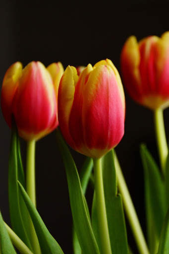 Spring Wallpaper HD : backgrounds & themes screenshot 7