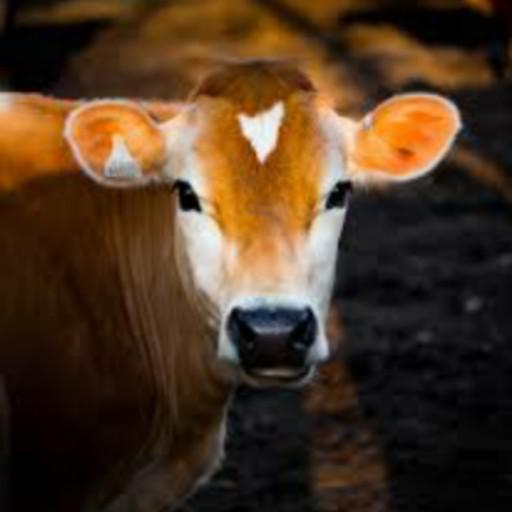 Animal Sounds icon