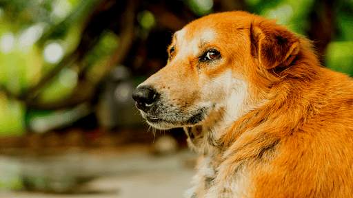 Dog Sounds - Dog Barking Ringtones screenshot 7