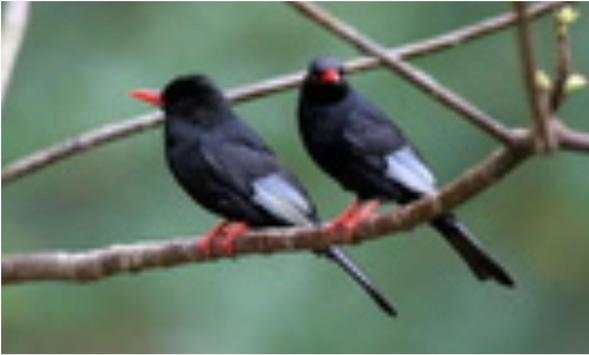 Bulbul Wallpapers screenshot 16