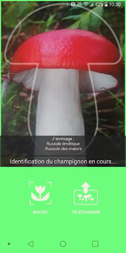 Aux champignons screenshot 3