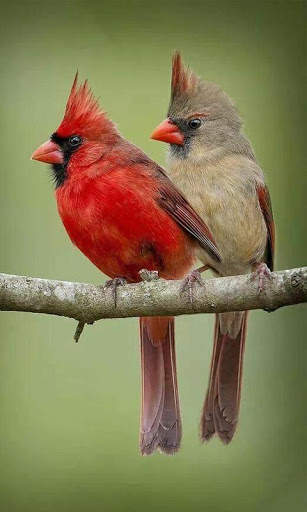 Birds Wallpapers स्क्रीनशॉट 4