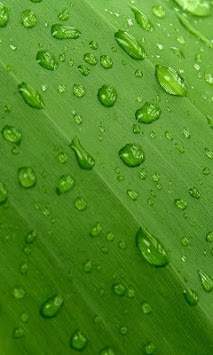 Green Nature wallpaper screenshot 5
