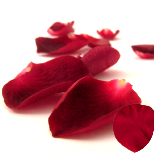 Petals 4K Video Live Wallpaper icon