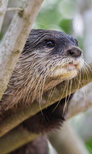 Otter Wallpaper screenshot 7