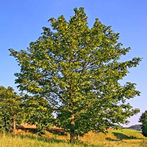 Tree identification 1.1.0
