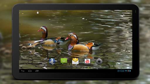 4K Colorful Ducks Video Live Wallpaper screenshot 5