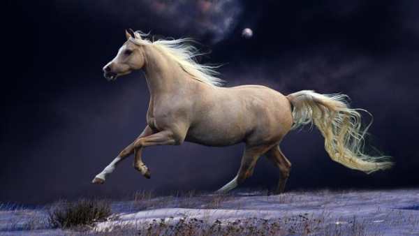 Horse Wallpapers screenshot 6