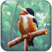 Real Talking Bird icon