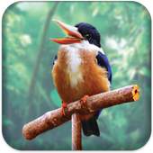 Real Talking Bird 1.2