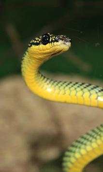 Snakes Wallpapers screenshot 1
