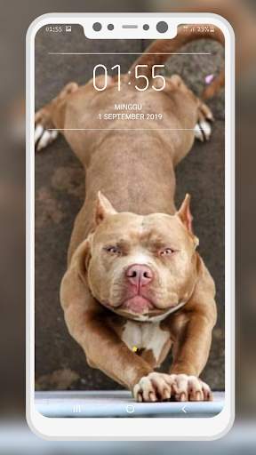 Pitbull Wallpaper screenshot 9