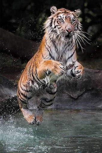 Tiger Video Live Wallpaper screenshot 2