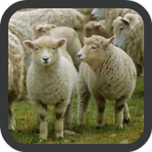 Sheep wallpaper icon