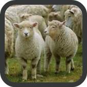 Sheep wallpaper 1.0