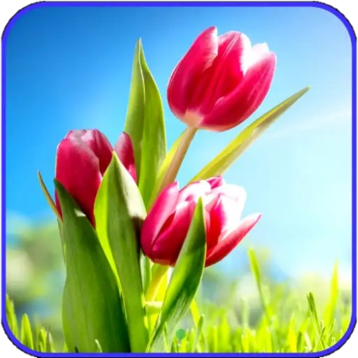 Flower Wallpaper Ultra HD 4K icon