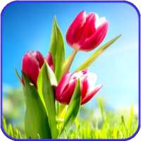 Flower Wallpaper Ultra HD 4K logo