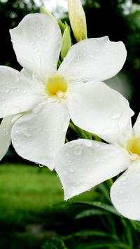 Flower Wallpapers screenshot 11