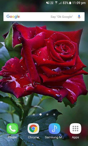 Red Rose Live Wallpaper screenshot 3