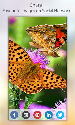 Butterfly Wallpaper HD screenshot 6