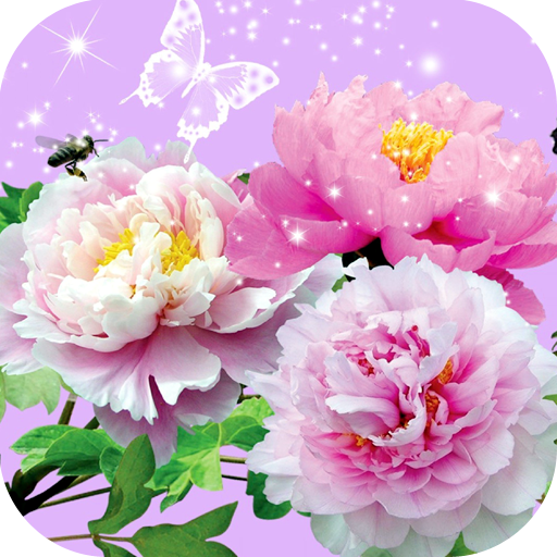 ikon Flowers Wallpaper HD