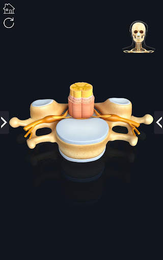 My Skeleton Anatomy screenshot 6