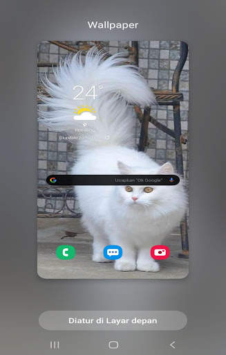 Kucing anggora wallpaper screenshot 3
