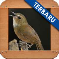Burung Jongkangan Ngekek Gacor