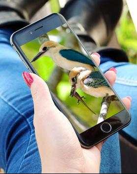 Bird Wallpaper HD screenshot 3