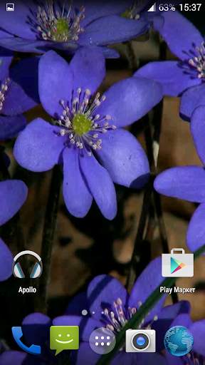 Forest flowers Video Wallpaper screenshot 2