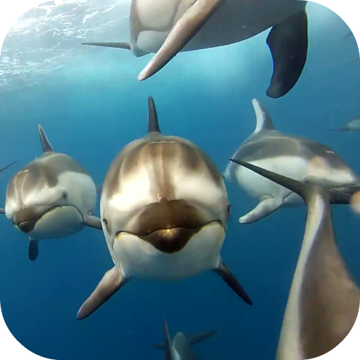 Dolphins Live Wallpaper icon
