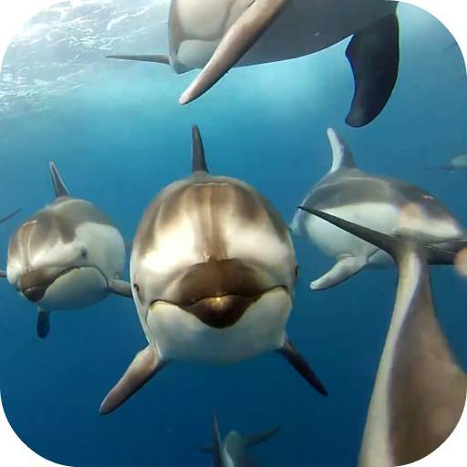 Dolphins Live Wallpaper 9.0