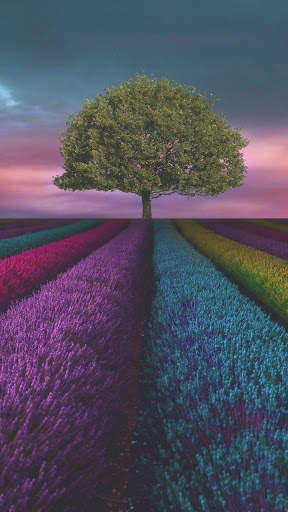 Tree Wallpaper screenshot 8