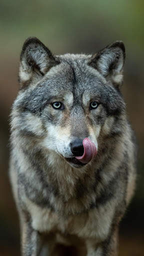 Wolf Wallpaper screenshot 14