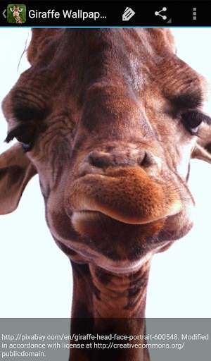 Giraffe Wallpaper screenshot 3